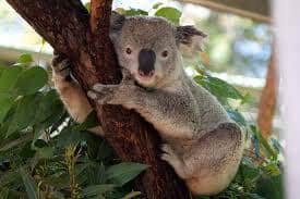 Koala bear at Taronga Zoo