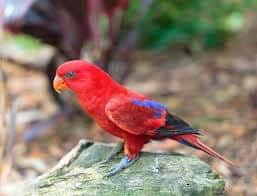 picture of a bird from Taronga Zoo